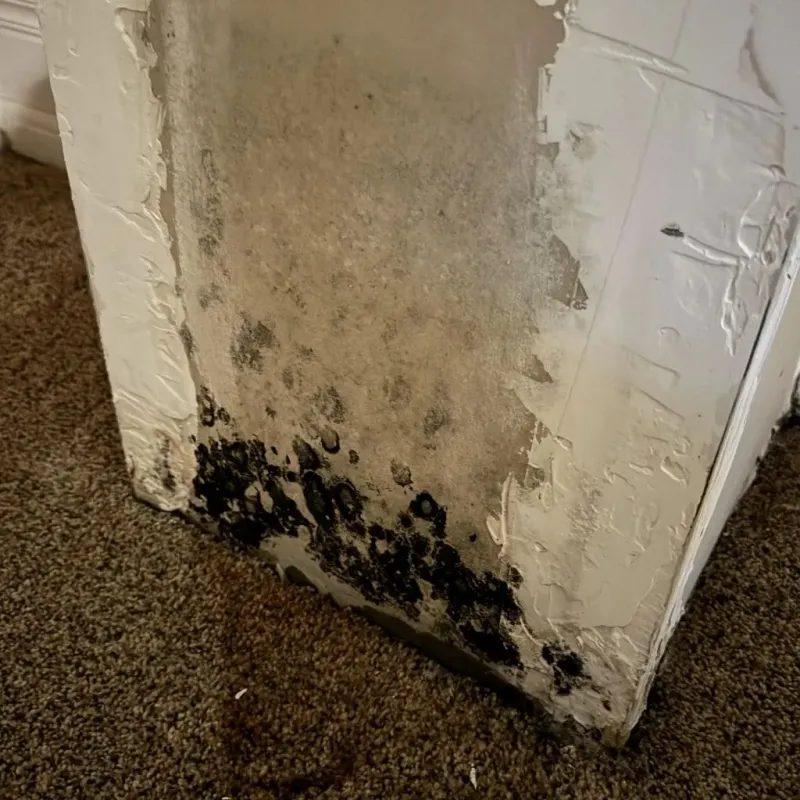 Professional Mold Removal in Potter County, TX